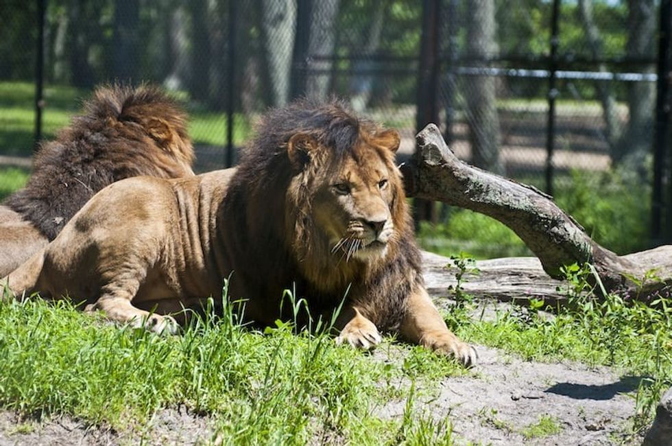 six flags great adventure safari