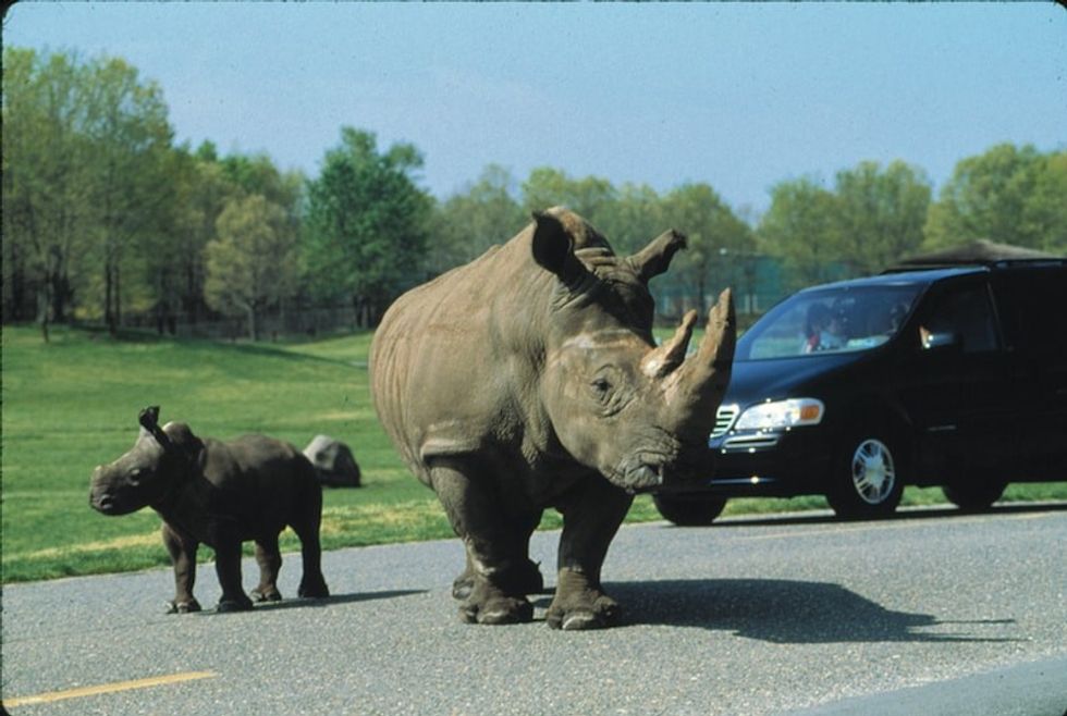 six flags great adventure safari