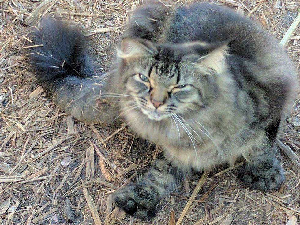 six-toed cats at Ernest Hemingway House and Museum survive hurricane irma