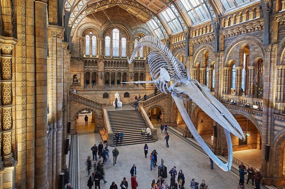 Skeleton of whale hanging in a grand hall with visitors below at the Natural History Museum