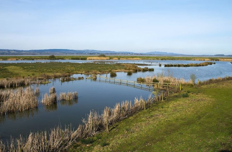 Slimbridge reserve