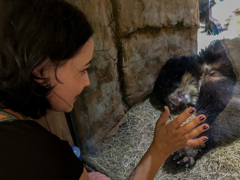 sloth at Cali Zoo AFH Design