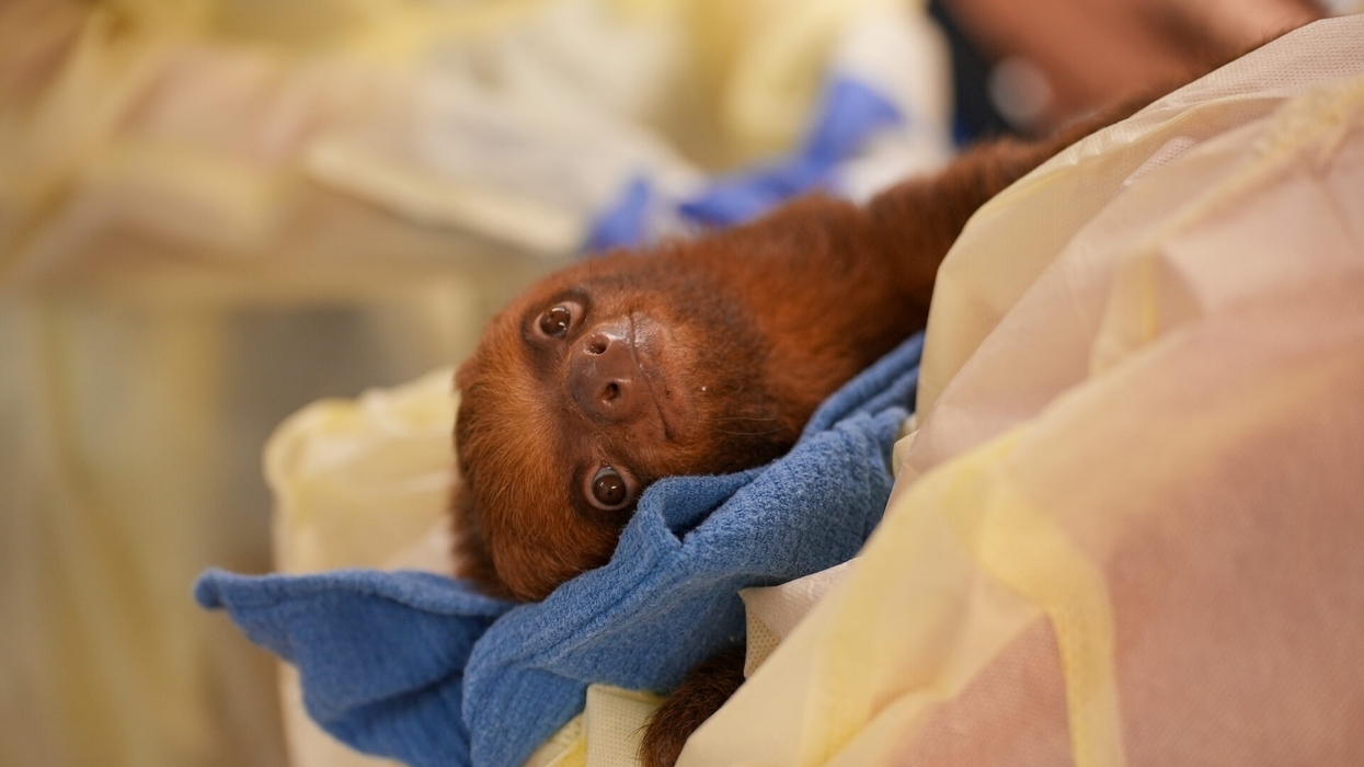 sloth at central florida zoo