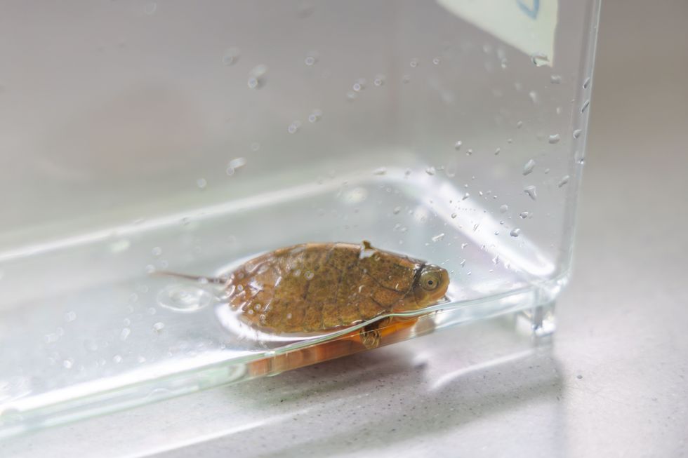 Small brown turtle in a clear glass tank with water droplets.