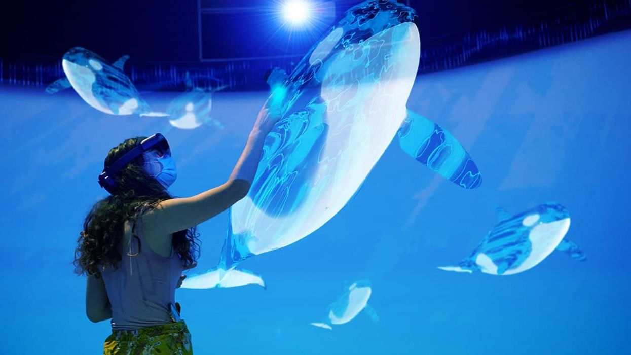 Smithsonian National Museum of Natural History critical distance orca experience