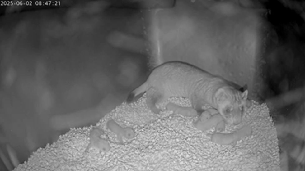 smithsonian national zoo ferrets