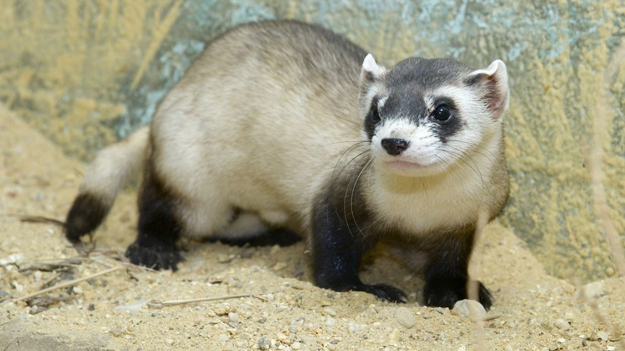 smithsonian national zoo ferrets