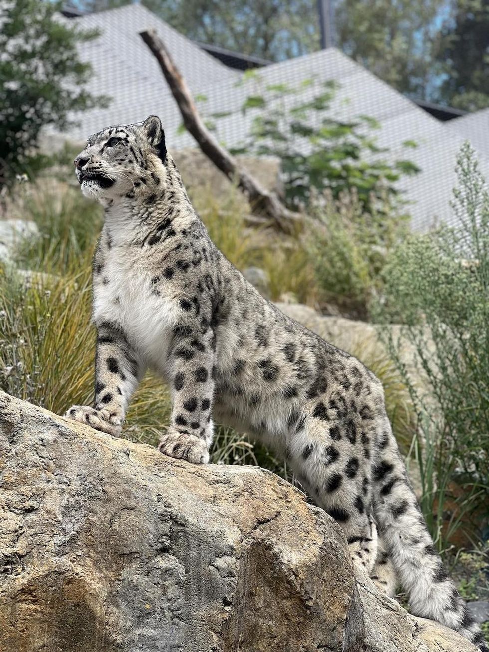 Snow Leopard Anya Wellington Zoo