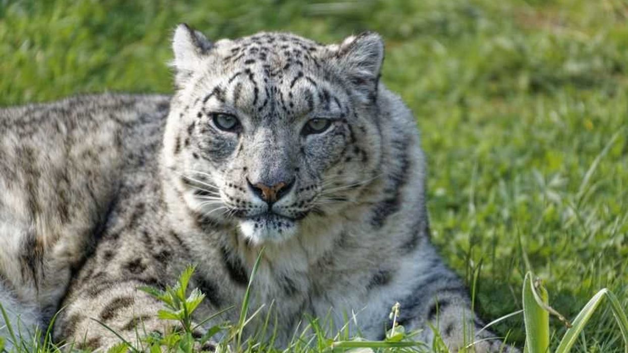 Snow Leopard at BIAZA member Twycross Zoo