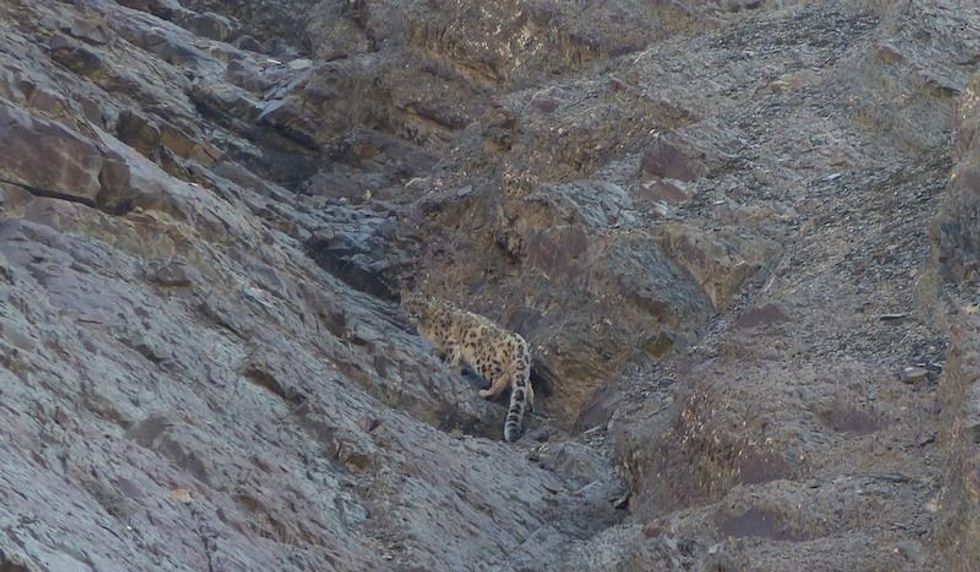 Snow leopard. Credit Carlos Lozano