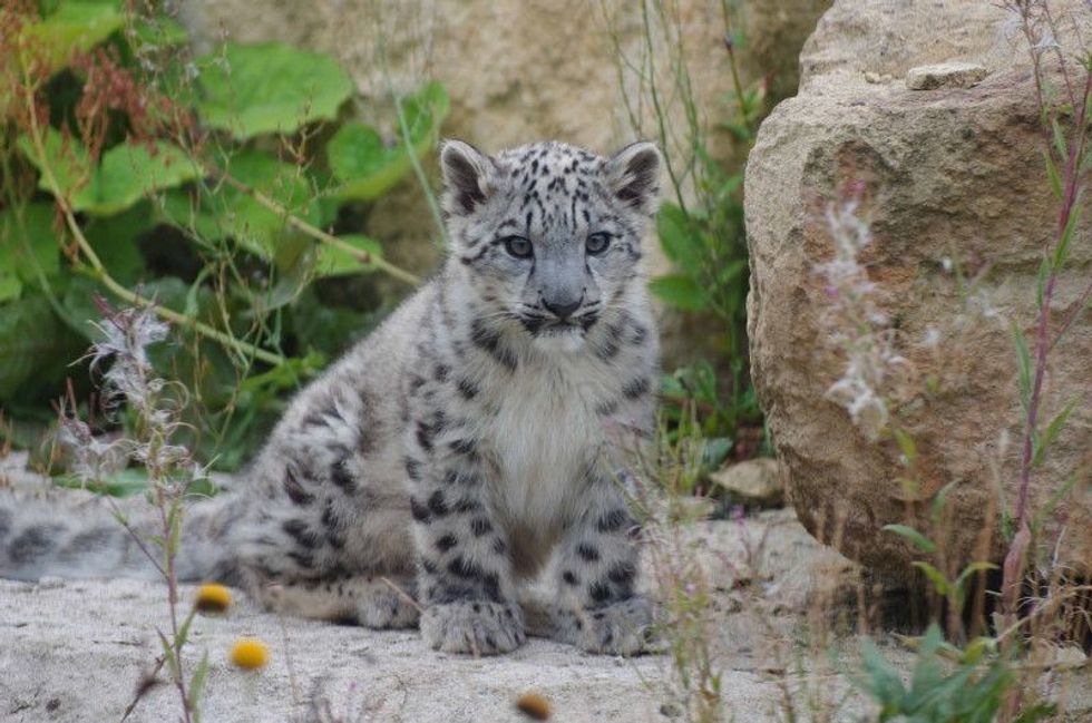 Snow leopard cub sitting on rocks surrounded by greenery at Twycross Zoo