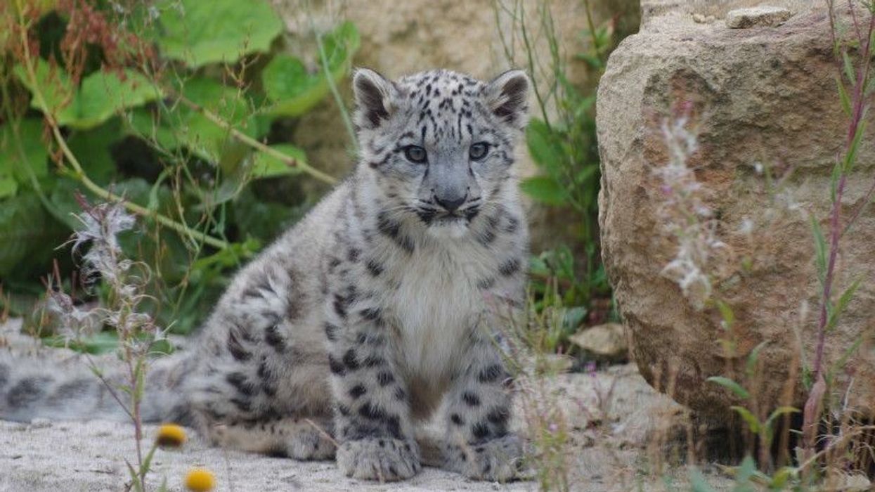 snow leopard cubs twycross zoo