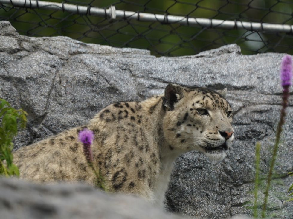 Snow leopard resting on rocky terrain, surrounded by purple flowers and a wire fence above at Calgary Zoo