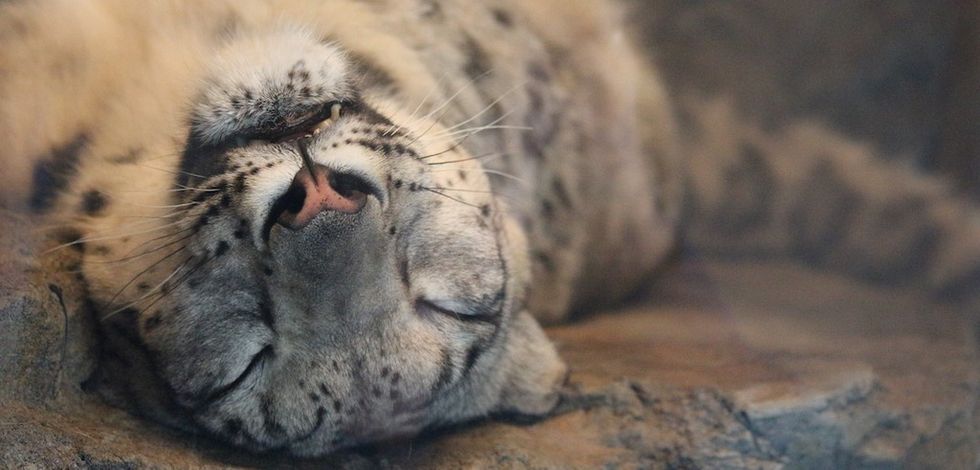 snow leopard sleeping wellington zoo