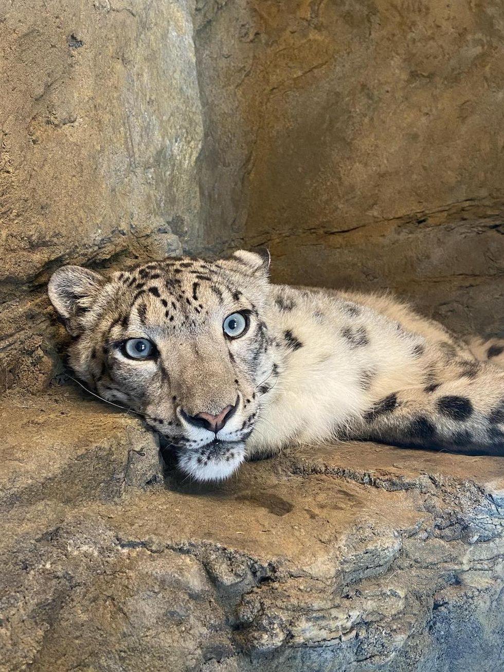 Snow Leopard Sylvia
