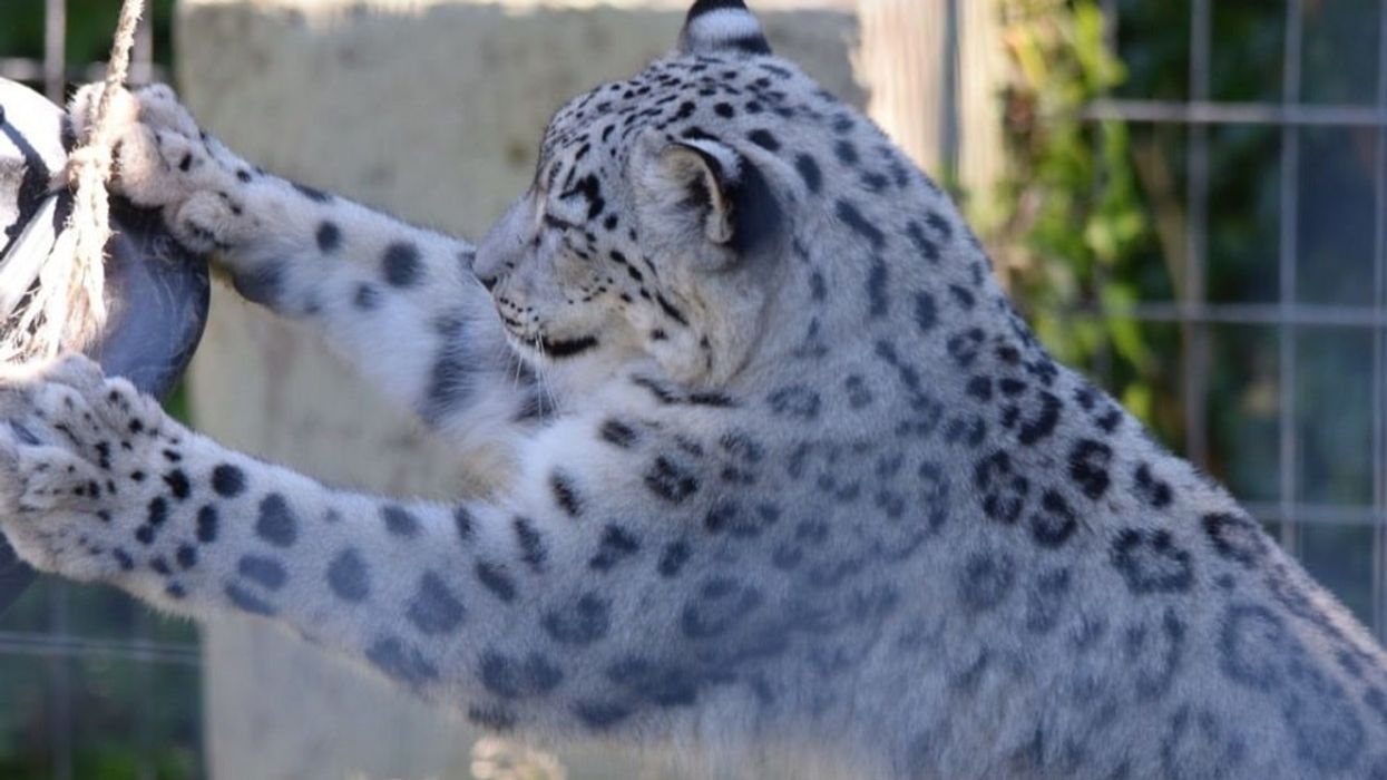 Snow leopard. Welsh Mountain Zoo. Enclosure. Silk Road. China.