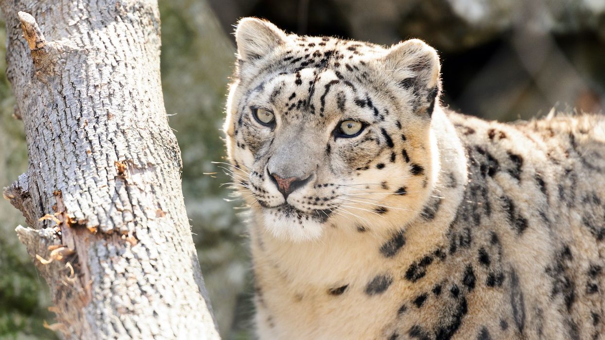 snow leopard