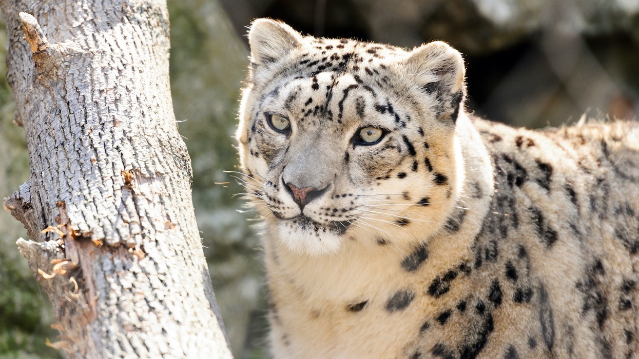 snow leopard