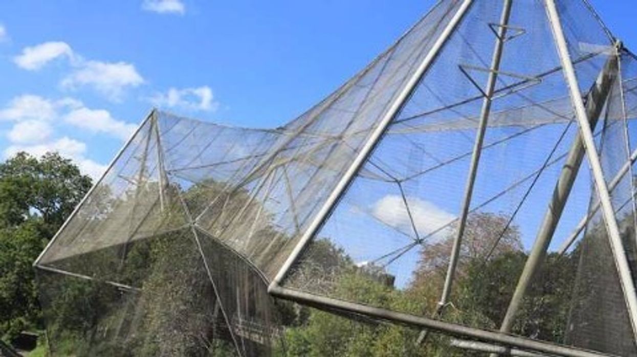 snowdon aviary