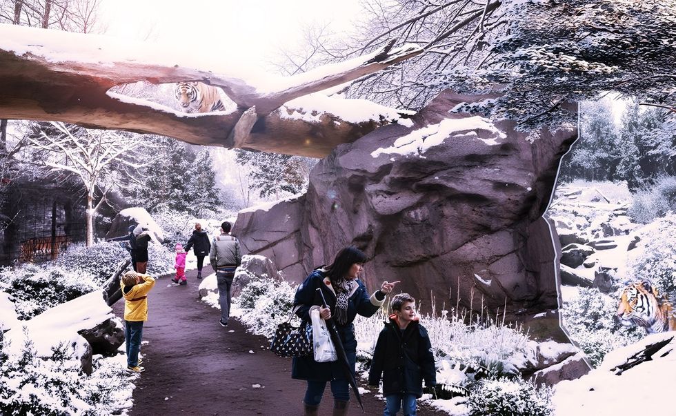 Snowy path at Odense Zoo in Denmark with people and a tiger above on a tree branch.