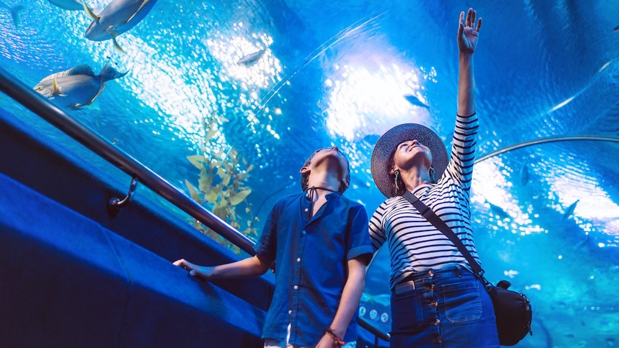 Son with his Mother watching underwater sea inhabitants in huge aquarium tunnel, showing an interesting to each other