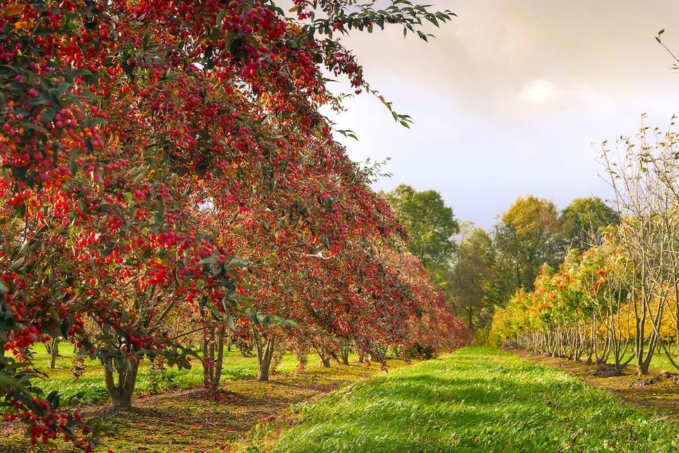 Sorbus folgneri Emiel Van Den Berk