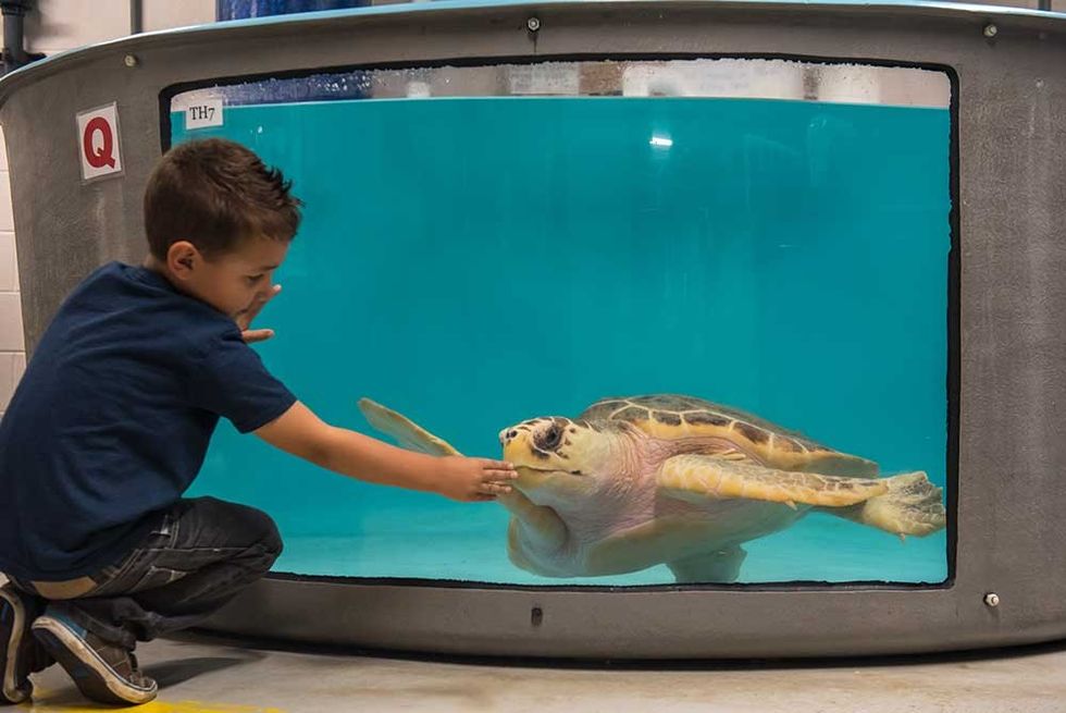 South Carolina Aquarium Sea Turtle Hospital Child