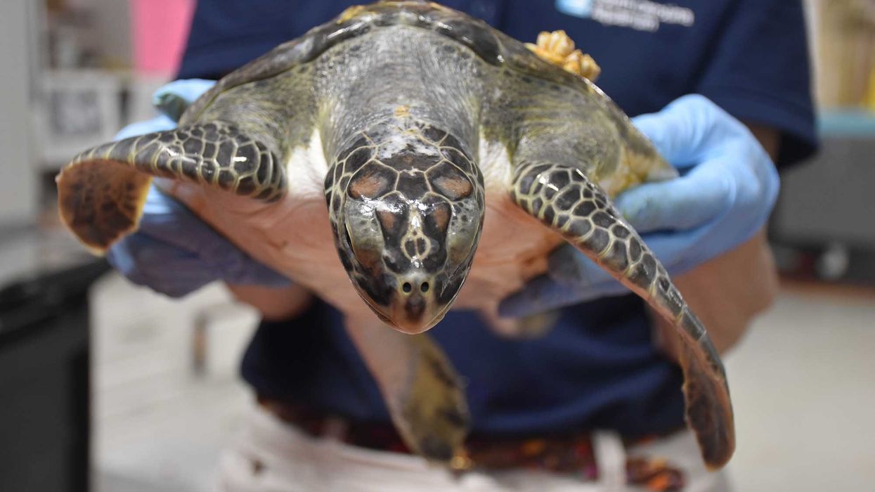 South Carolina Aquarium Sea Turtles