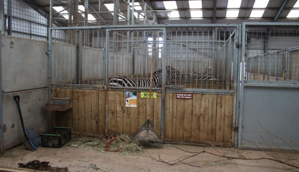 south lakes safari zoo