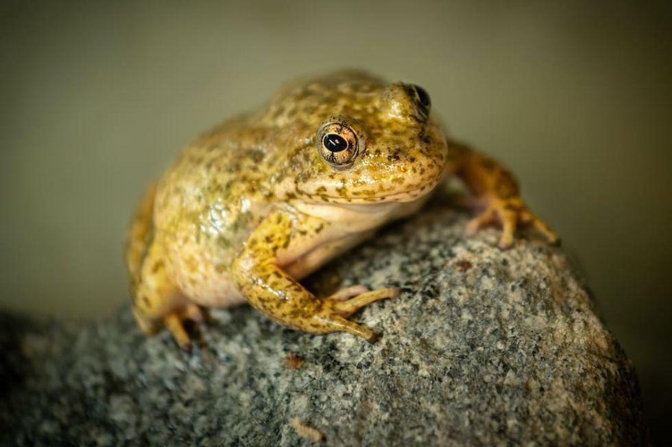 Southern Mountain Yellow Legged Frog