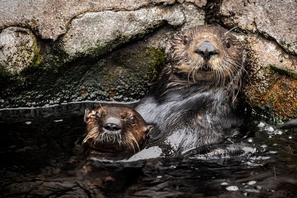 Southern sea otter surrogate mother Selka caring for rescued otter pup Monterey Bay Aquarium