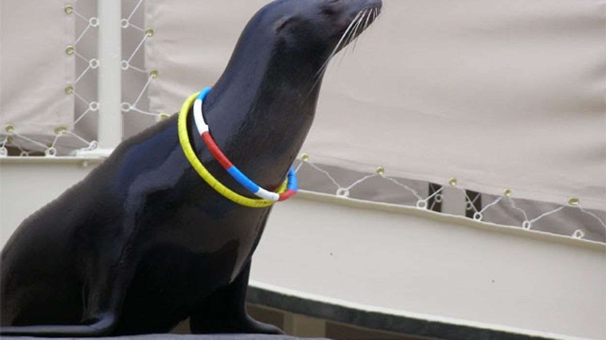 sparky the sea lion como park zoo
