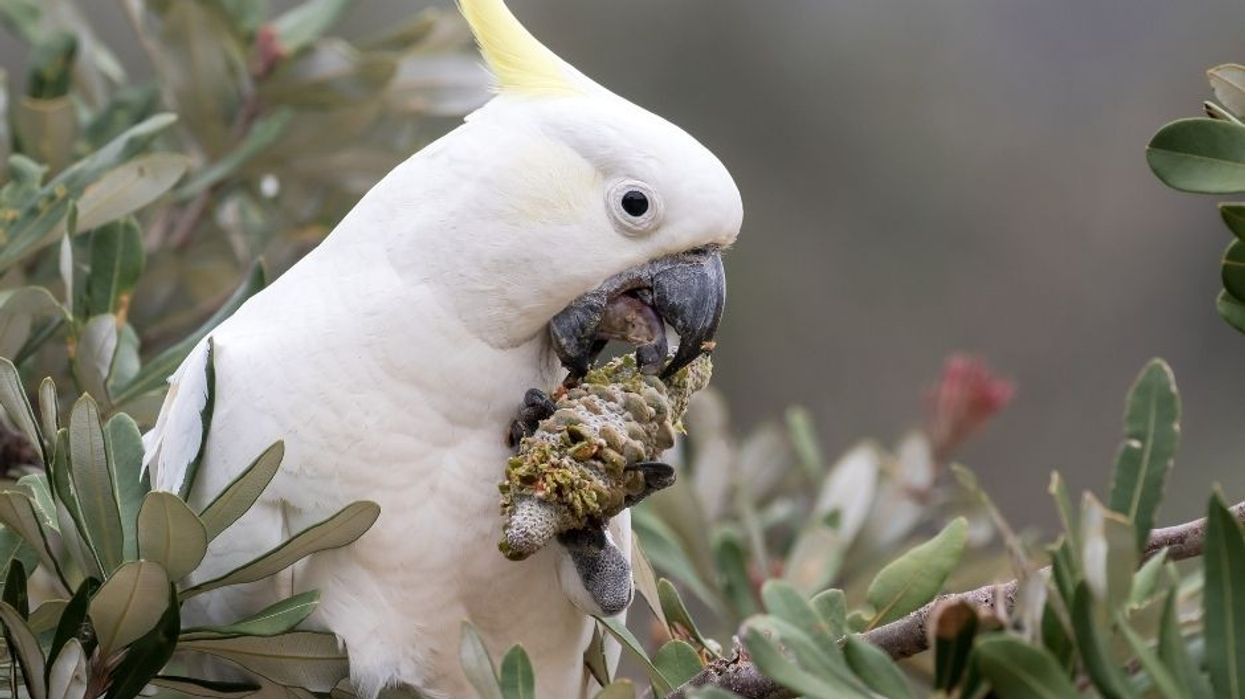 Species360 Cockatoo
