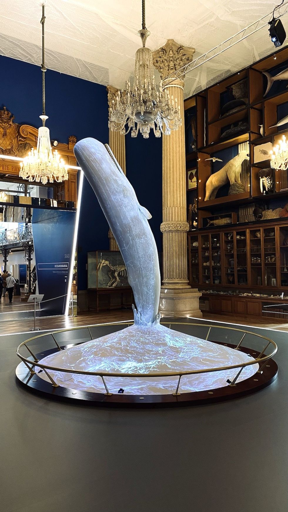 Sperm whale “Mediterranean 2050” exhibition at the Oceanographic Institute of Monaco