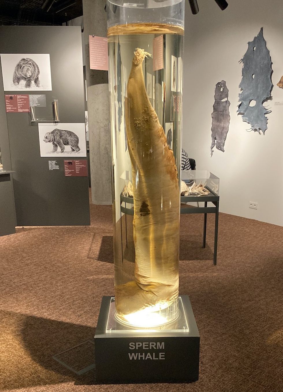 Sperm Whale Penis at the Phallological Museum