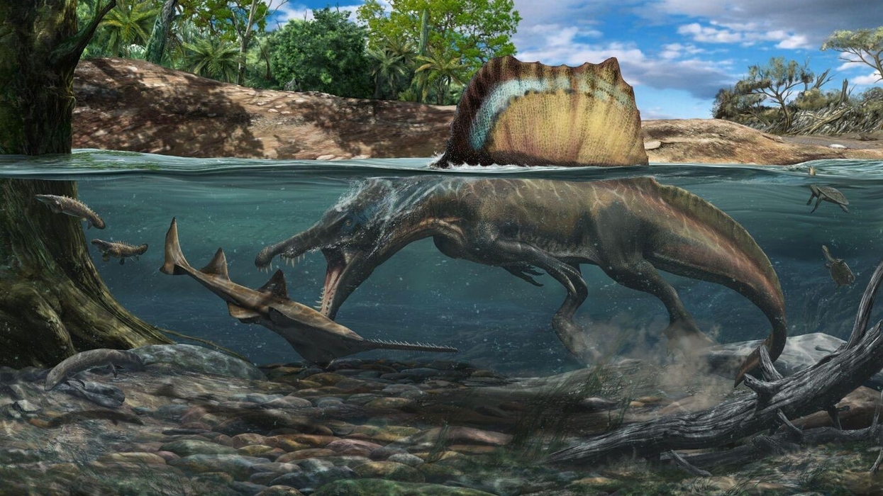 spinosaurus field museum