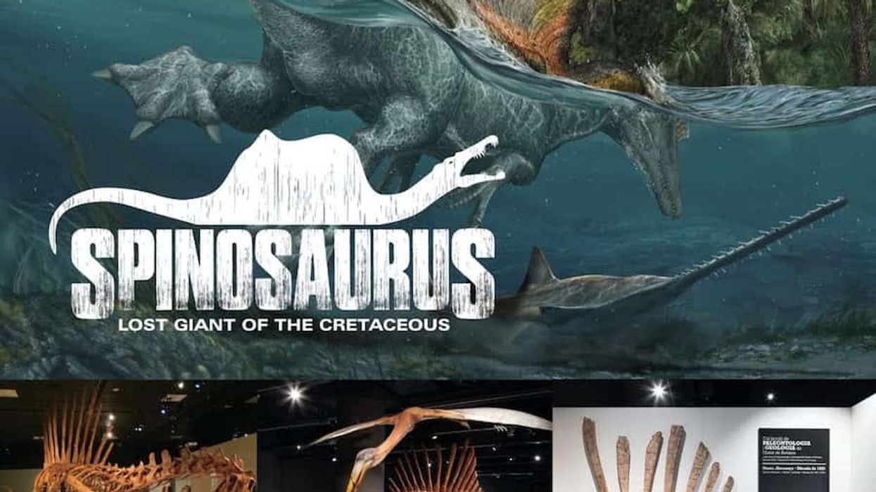 Spinosaurus touring exhibit by exhibits development group