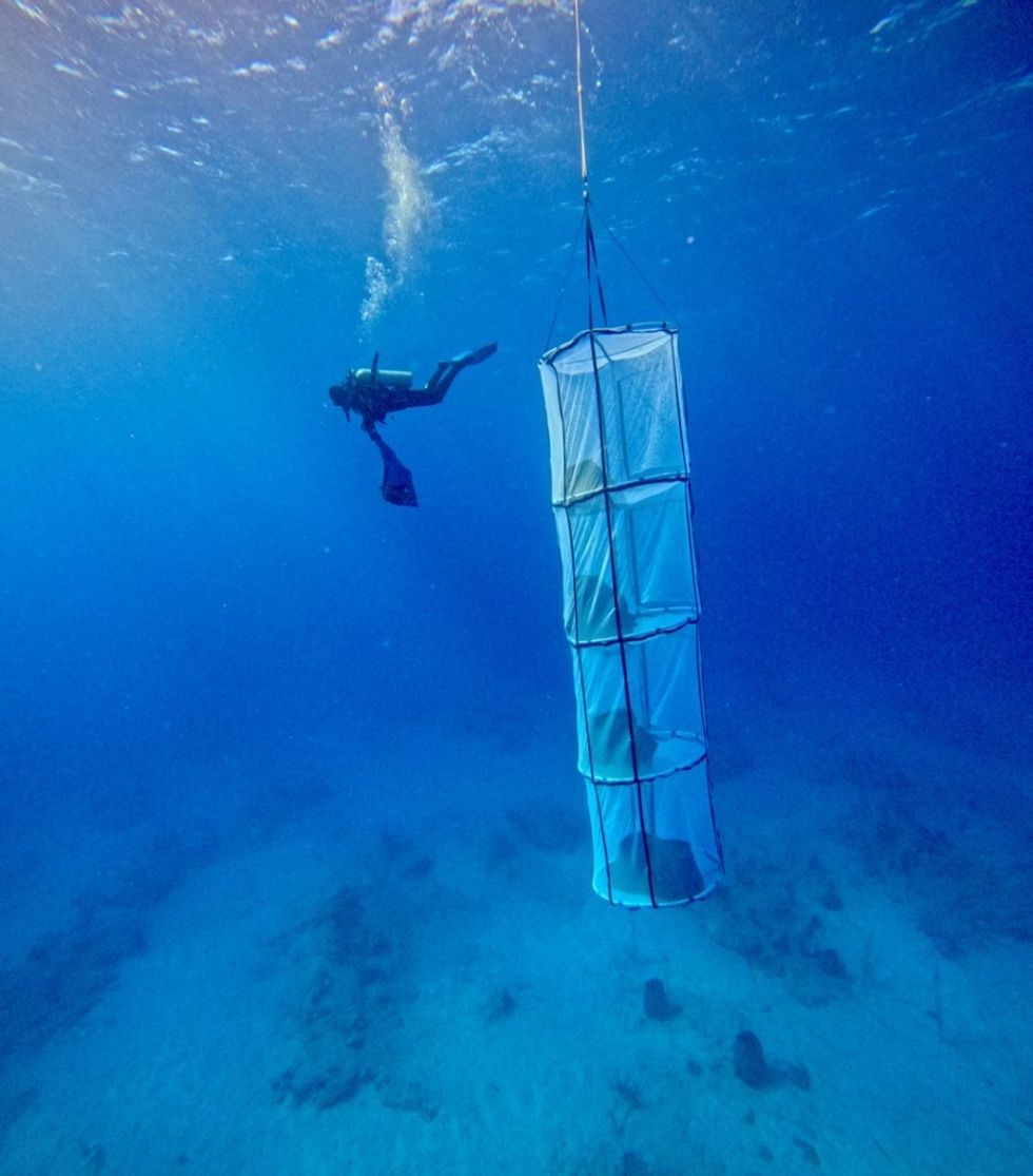 sponge carrier