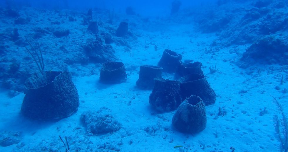 Sponges at Disney Lookout Cay