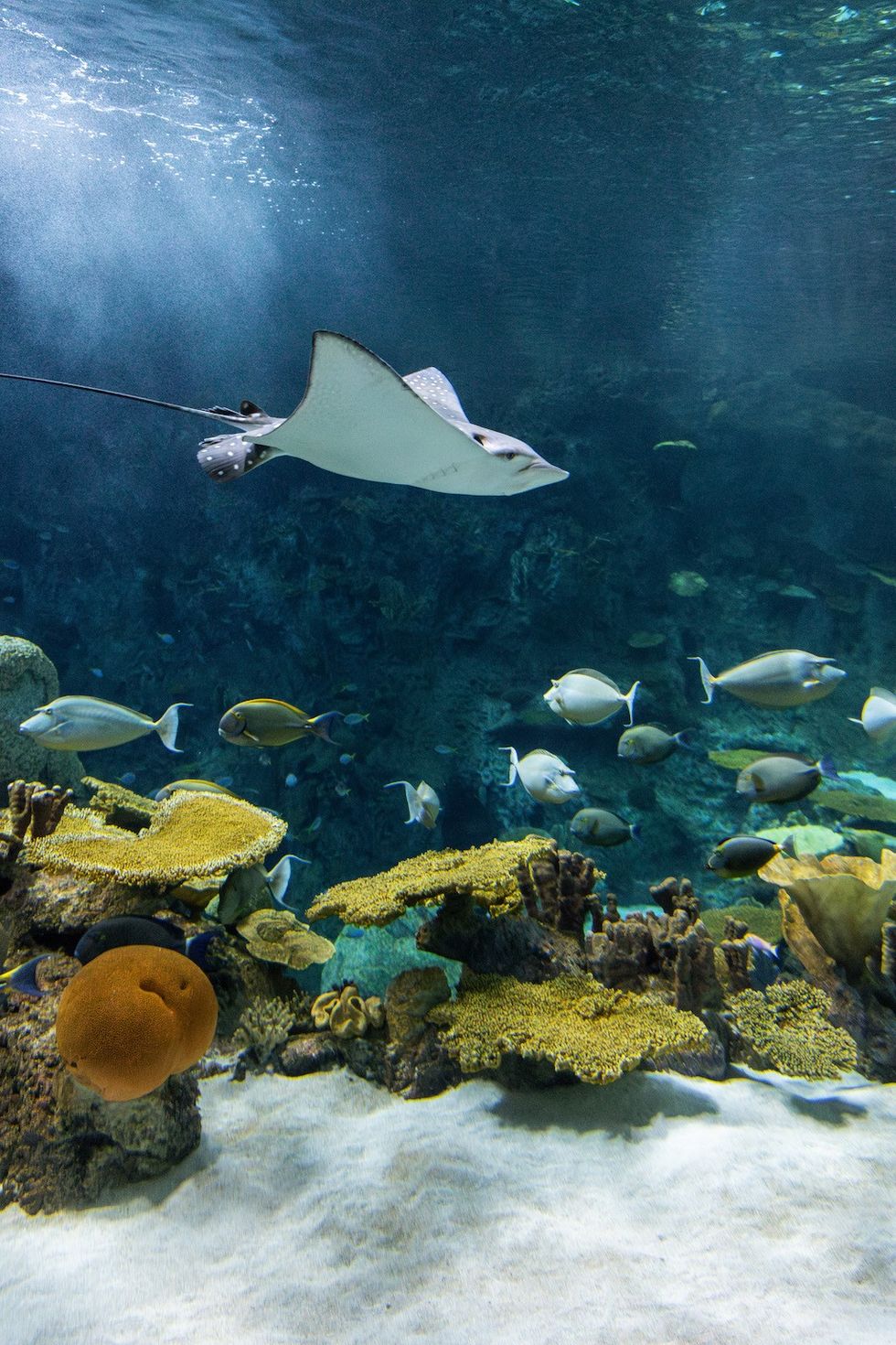 Spotted eagle ray in The Reef Seattle Aquarium