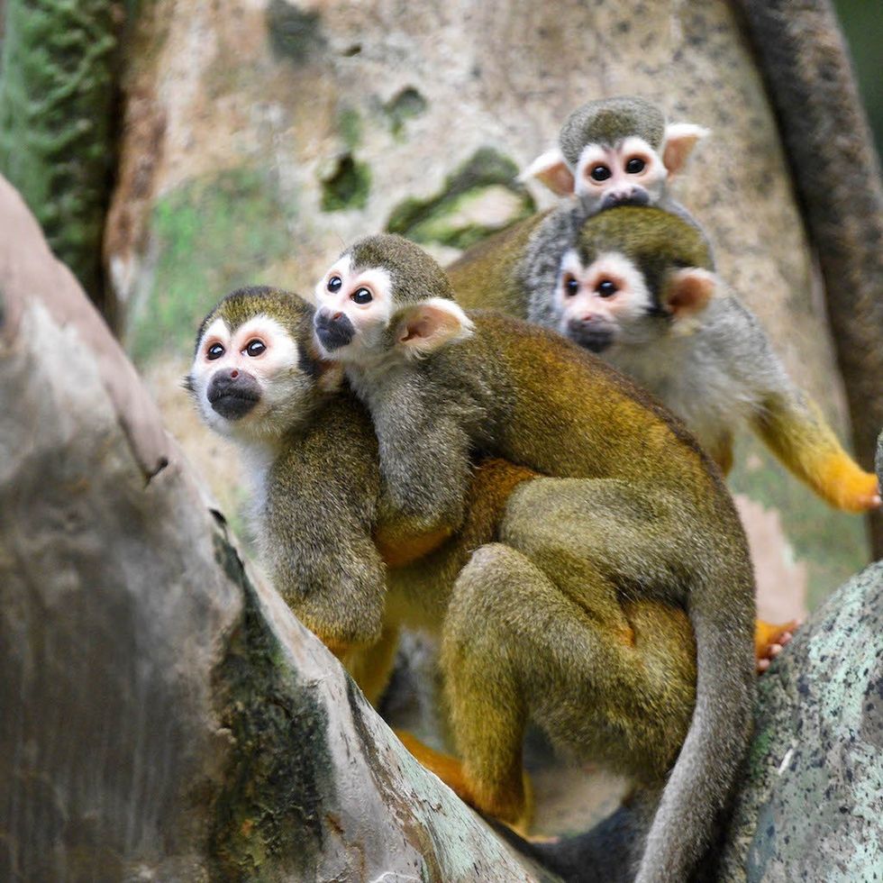 Squirrel monkeys can be seen at Brookfield Zoo’s Tropic World: South America habitat.