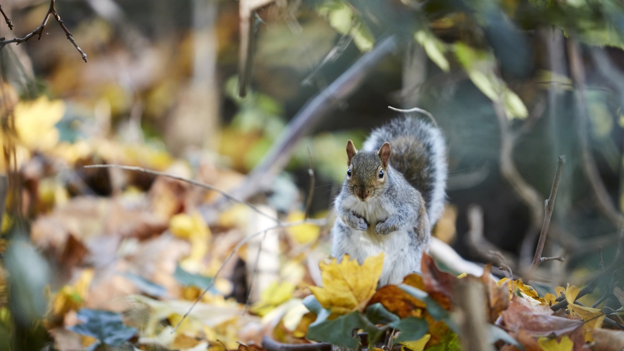 Squirrel surrounded by autumn leaves in a woodland setting at the Natural History Museum