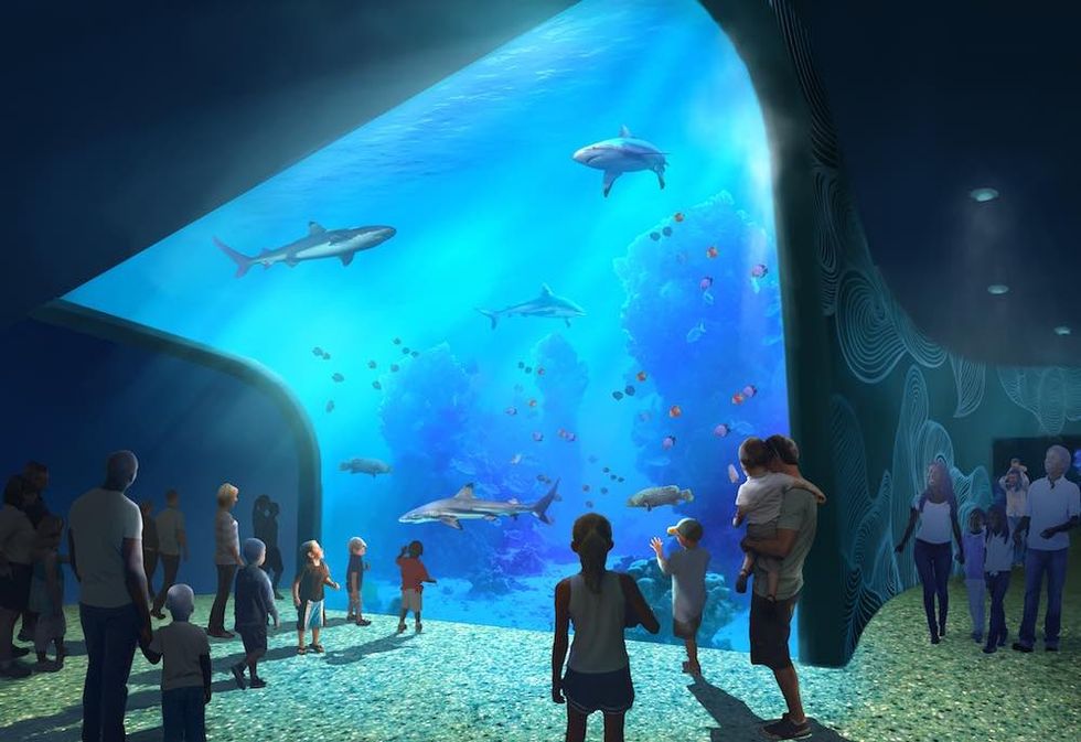 st. louis aquarium at union station shark tank )