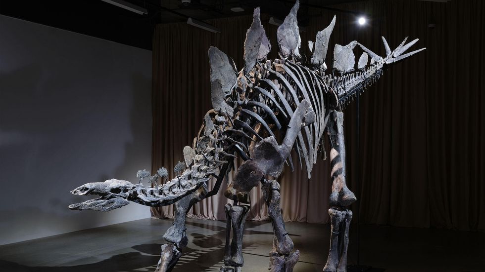 Stegosaurus skeleton on display in a dimly lit museum exhibit at American Museum of Natural History