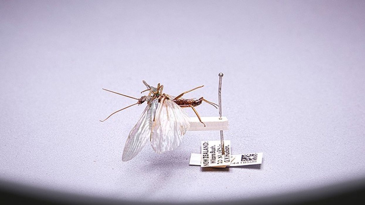 Stenoperla prasine © The Trustees of the Natural History Museum