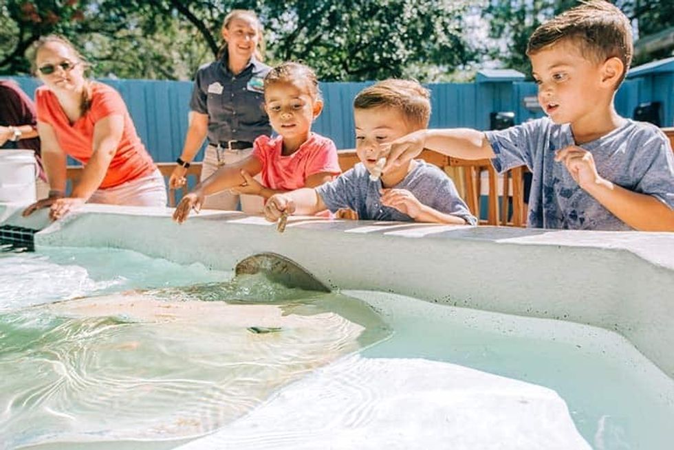 stingray-feeding-experience ZooTampa