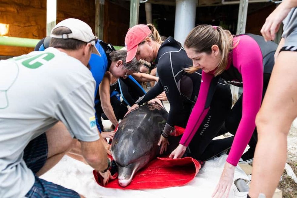 Stranded bottlenose dolphin Mote
