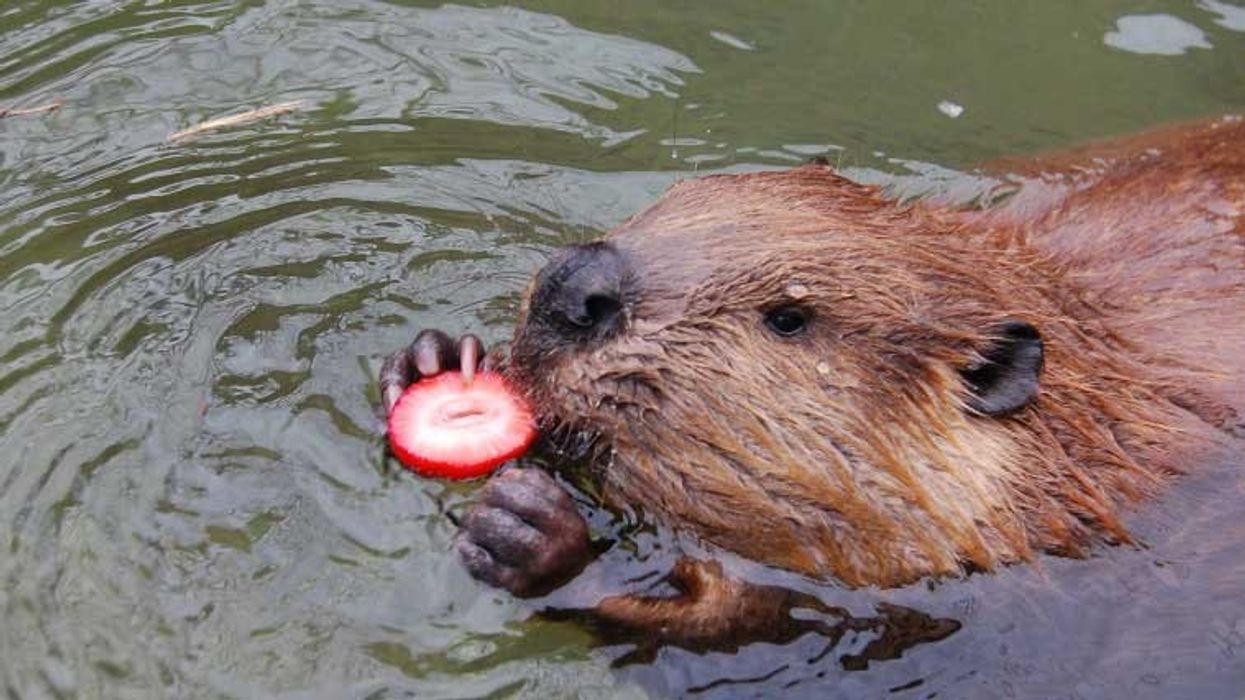 strawberry buttonwood park zoo