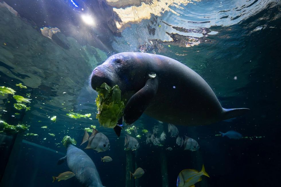 Stubby the manatee underwater eating lettuce, surrounded by fish in a tank.