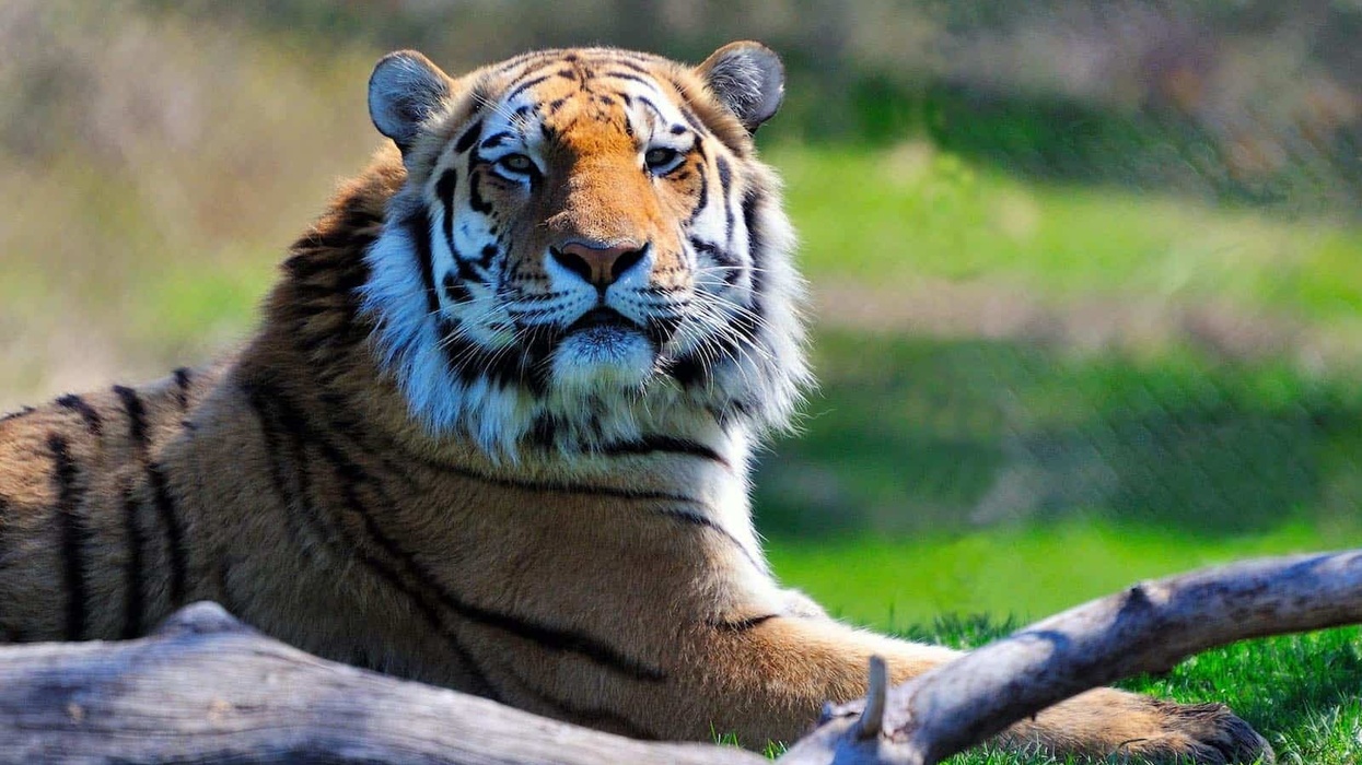 Sumatran Tiger WAZA